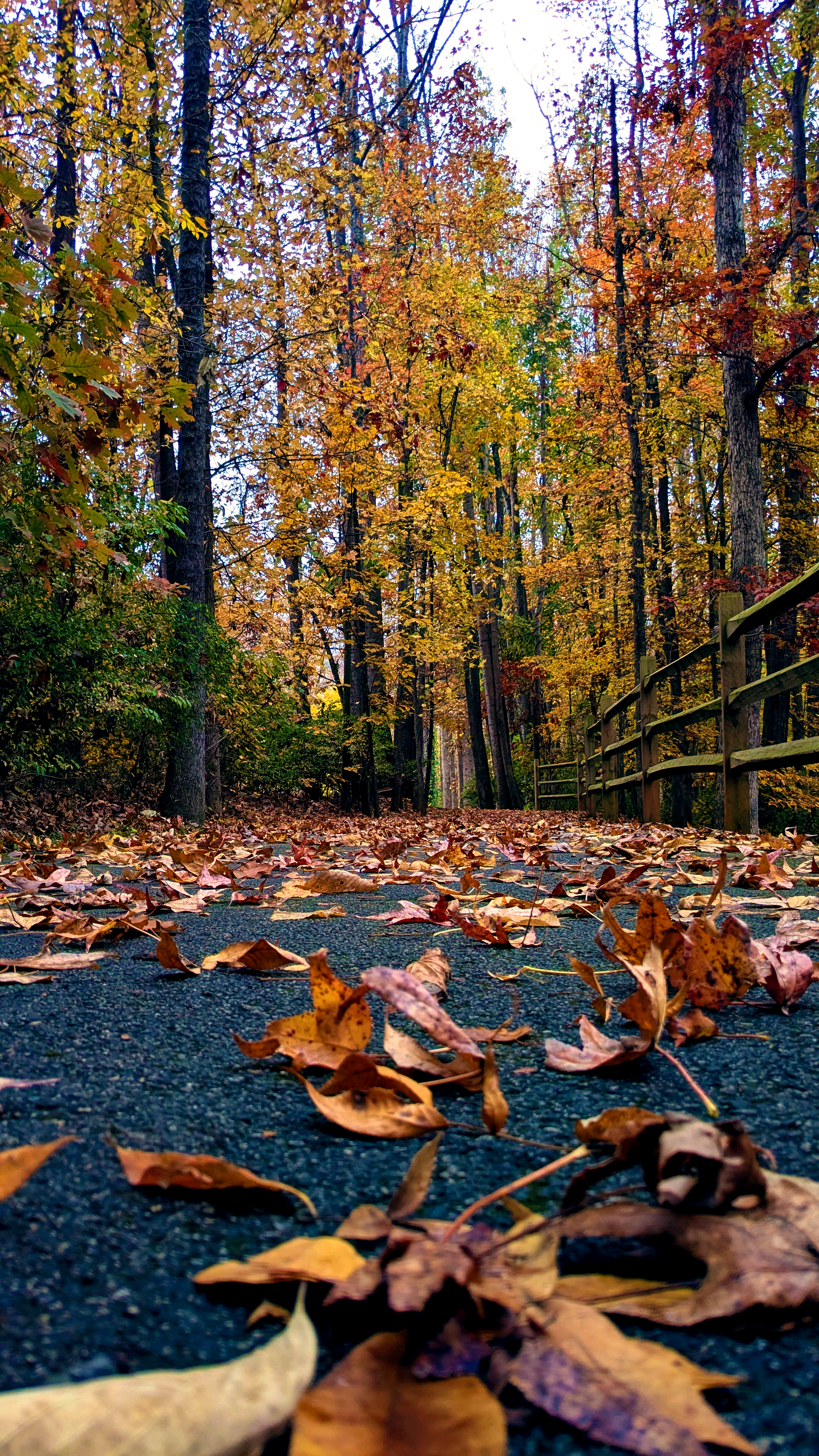A dark and moody path through the woods with fallen leaves covering the ground.