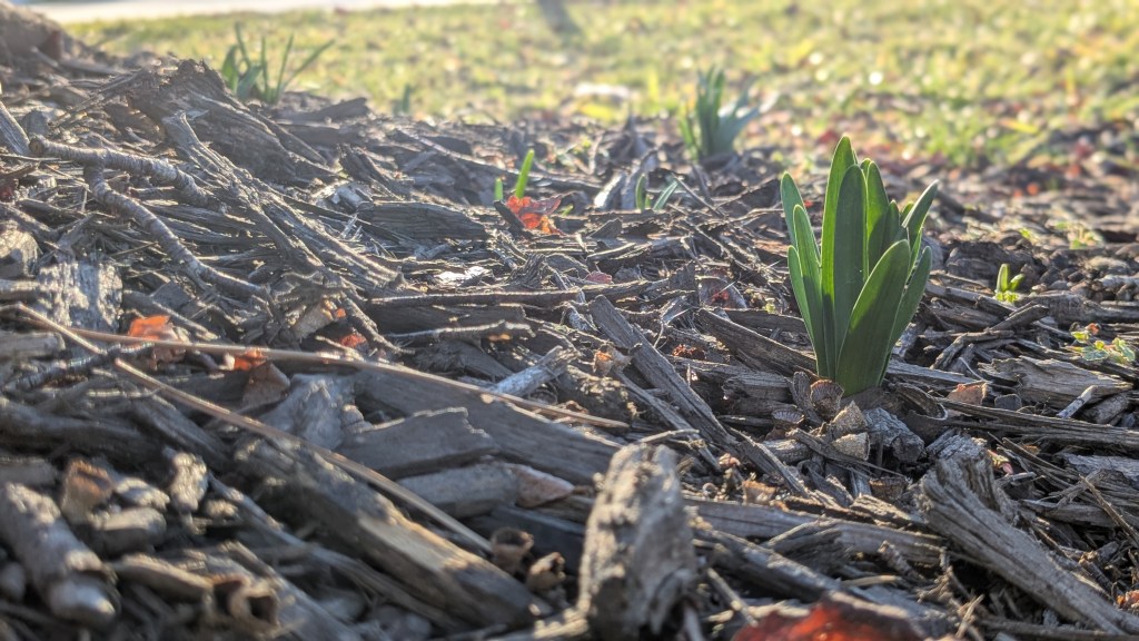 Spikes of daffodil leaves poke out of mulch in the morning sunlight, appearing as an early sign of spring around the beginning of February.