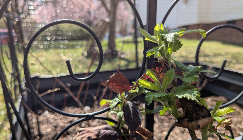 New blackberry leaves sprouting from branches that lean against a metal trellis with decorative swirls.